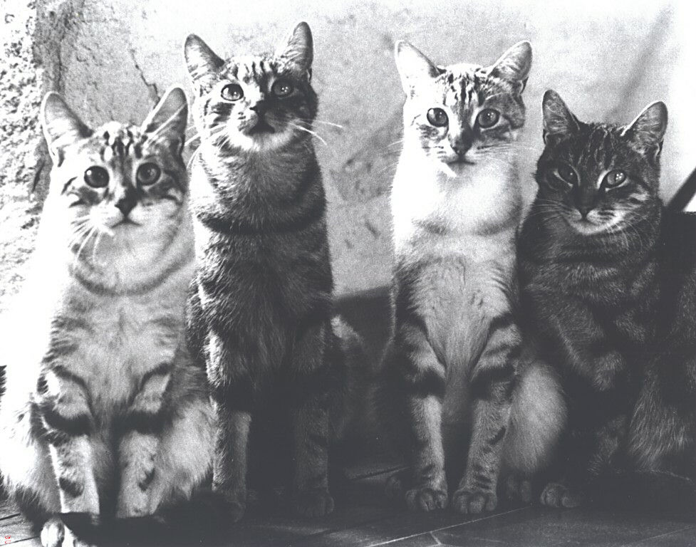 Gatti (286)